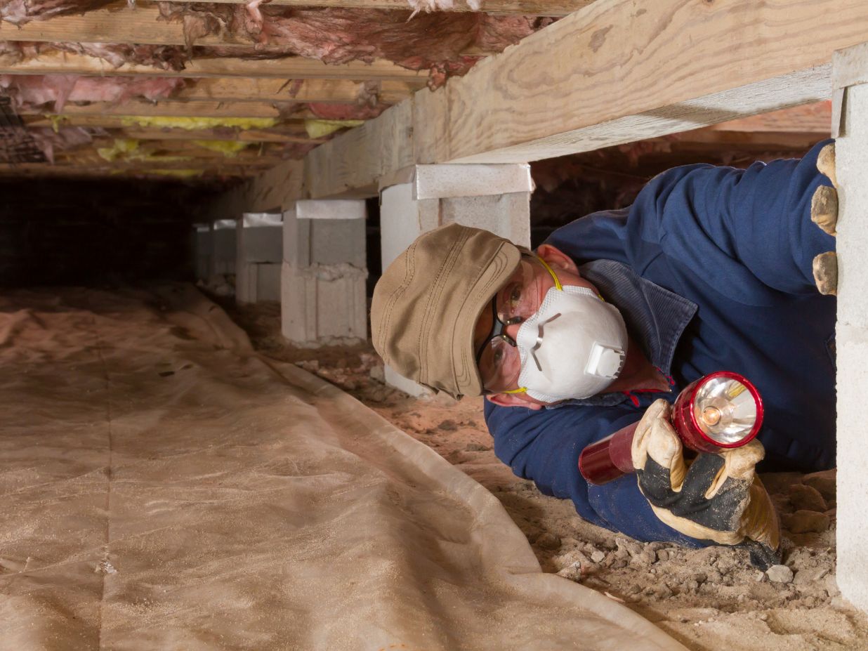 Infestation Home Inspection How To Prevent Residential Pest Infestations | TrendingResults